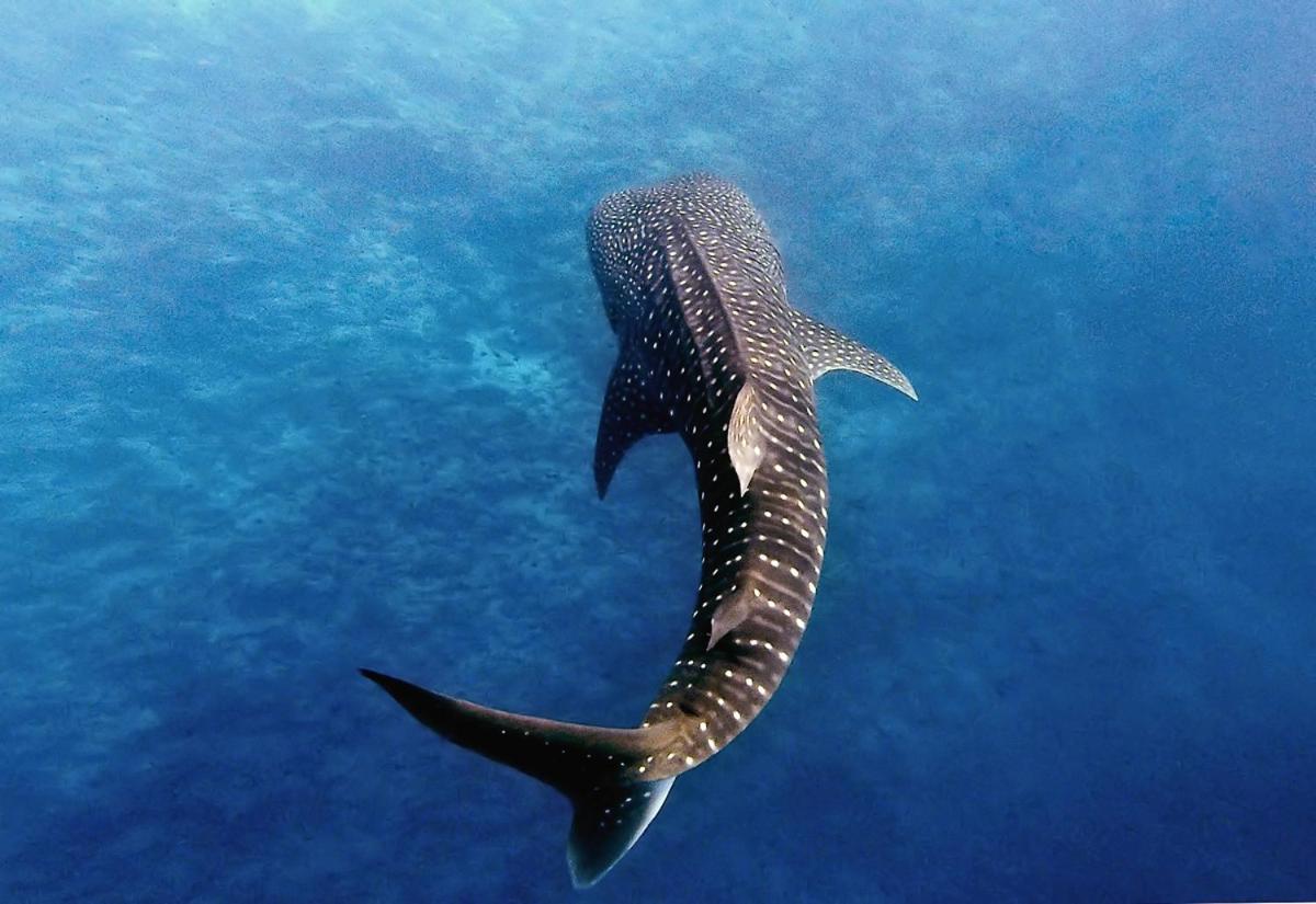 Manta Reserve Maalhos  外观 照片